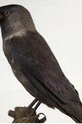 Jackdaw - Corvus monedula